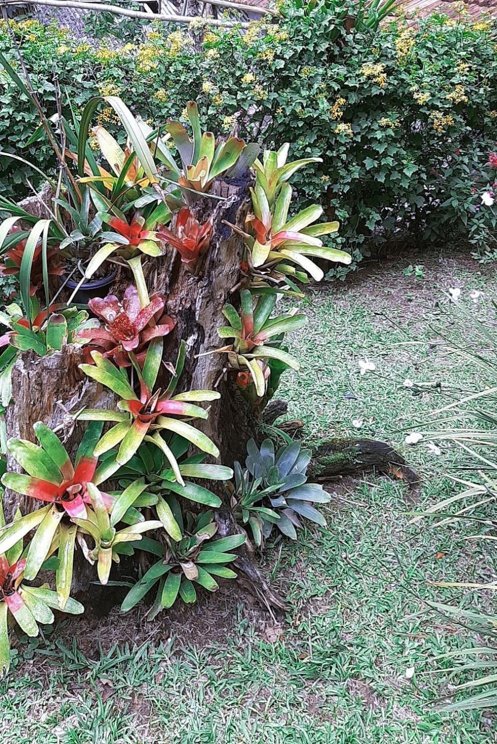 Casa Do Lenhador Βίλα Petrópolis Δωμάτιο φωτογραφία
